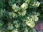 Fotoblog oneraven3