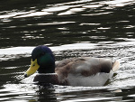 Fotoblog dexterxvs