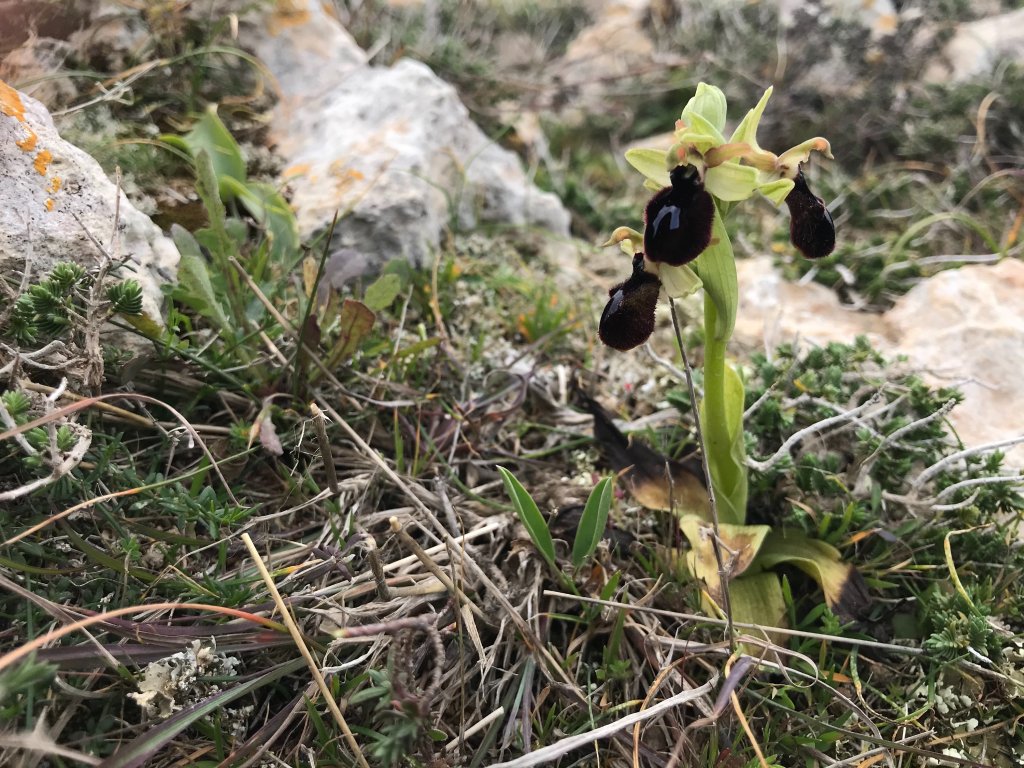 Wild Orchid