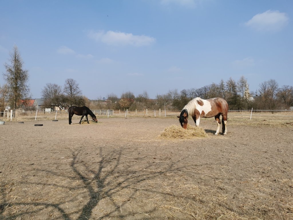 Wybieg :) 