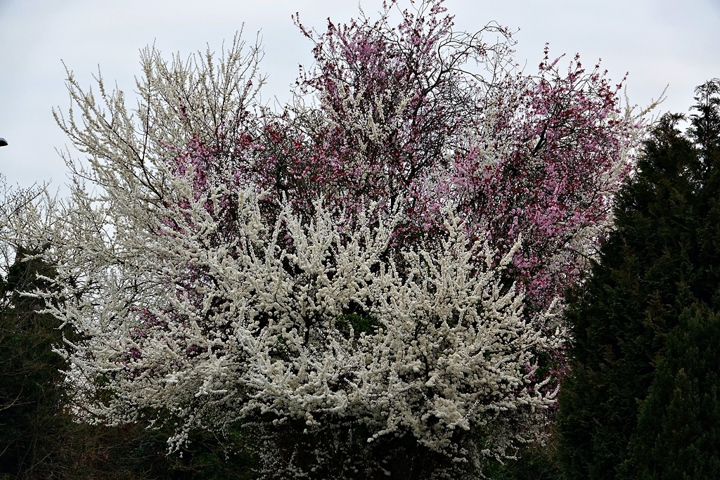 aycze,mirabelki