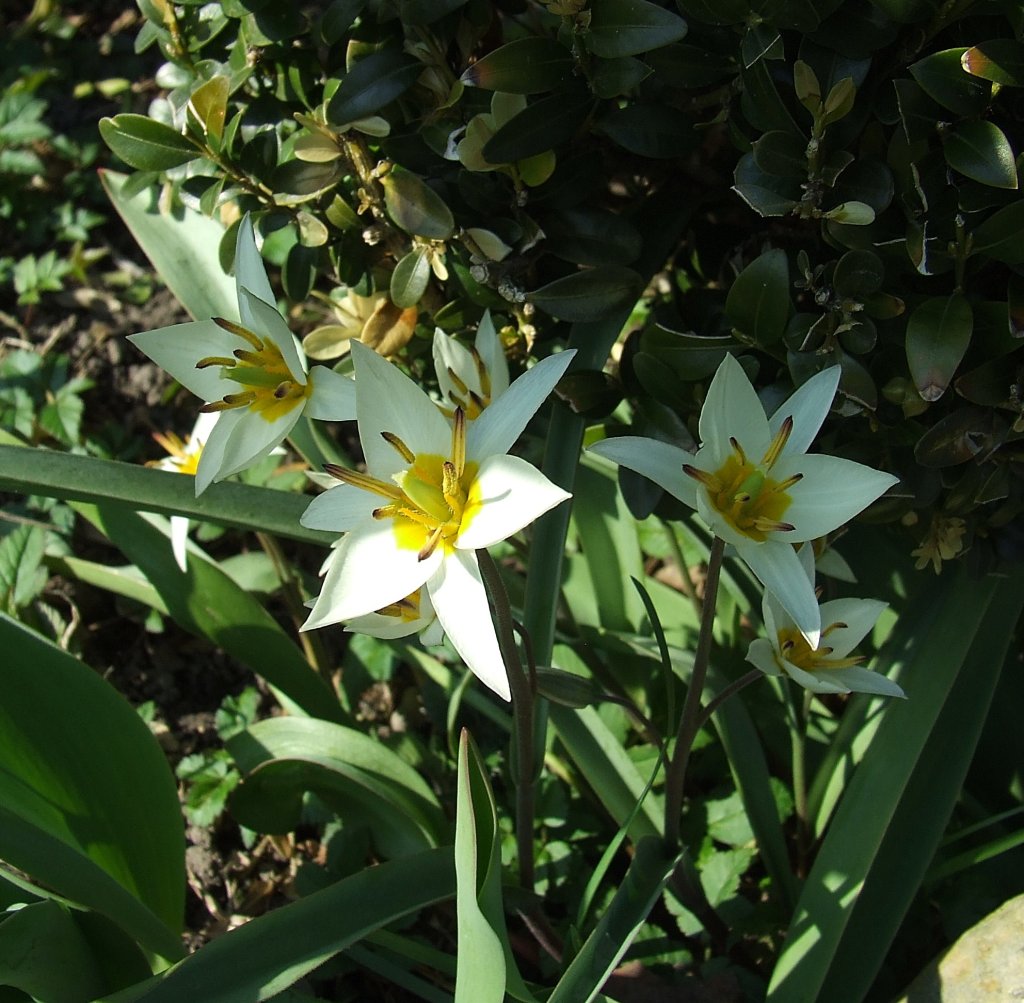 Tulipy.