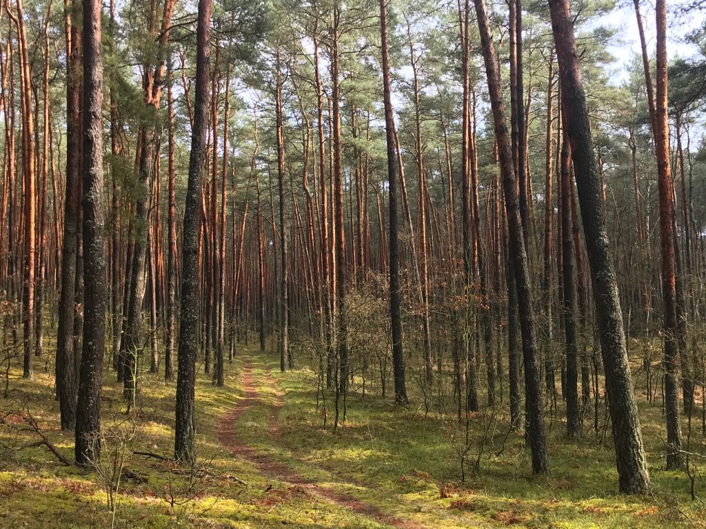 Tao Kubusia Puchatka