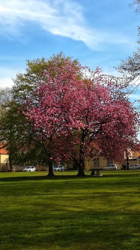 Wiosna w Tilburgu 