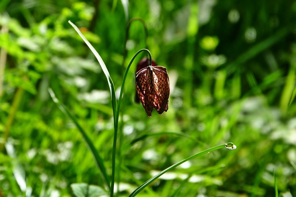 maa szachownica