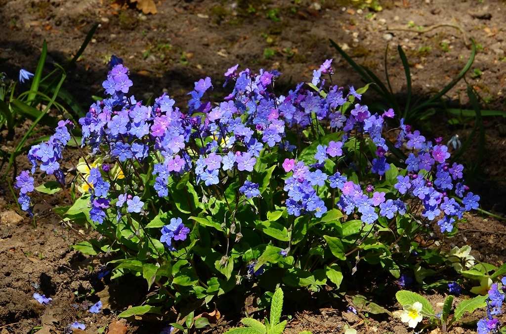 uudka wiosenna