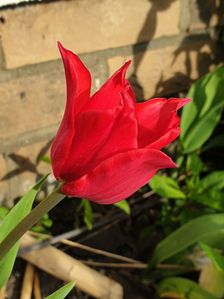 sesja tulipanowa..