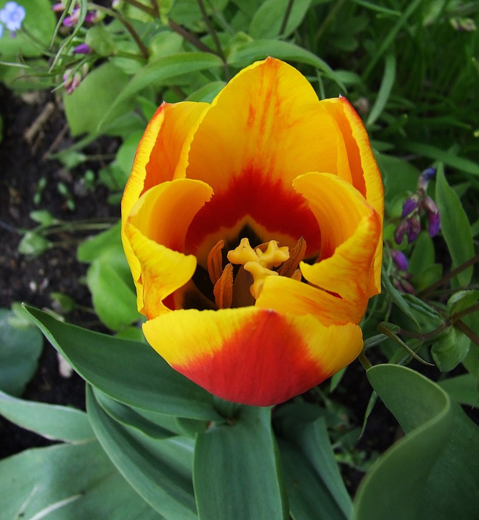 Tulipany.