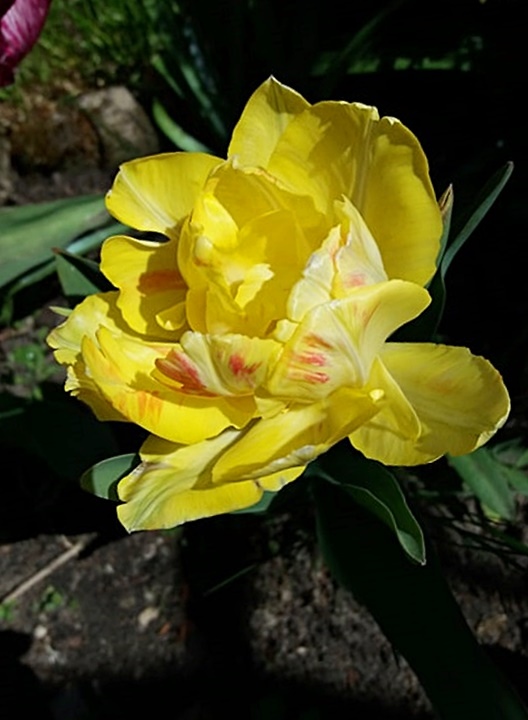 ju po tulipankach