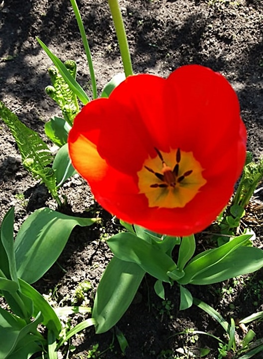 tulipanowy pan!