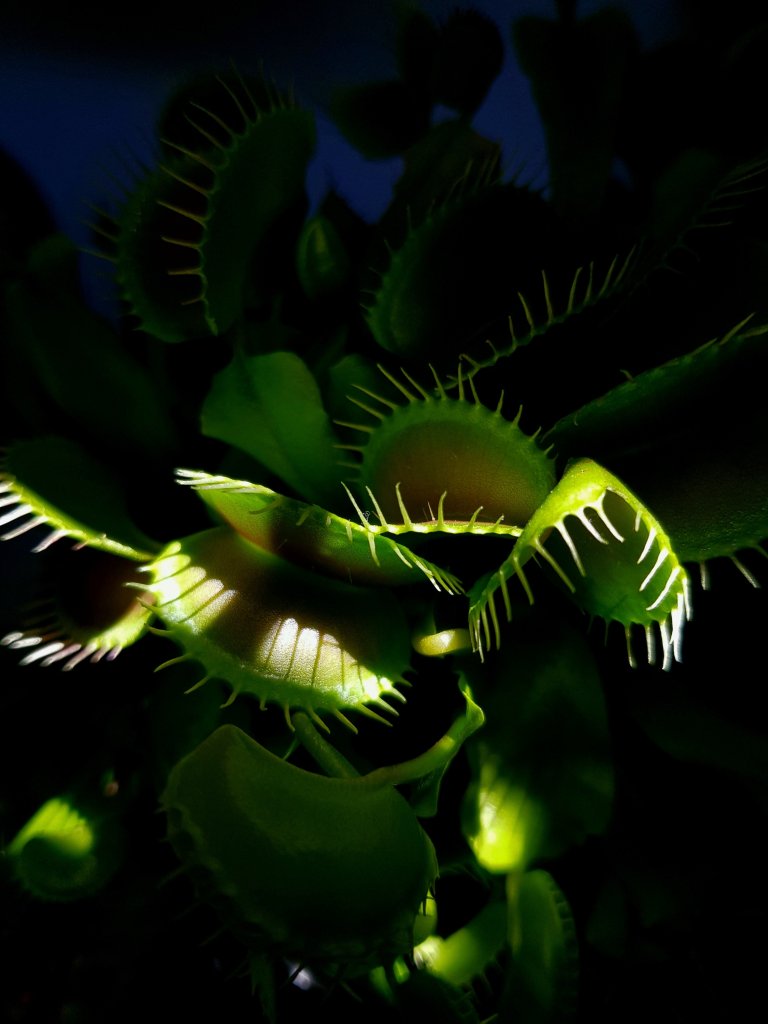 Aa