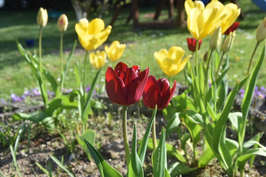 tulipany