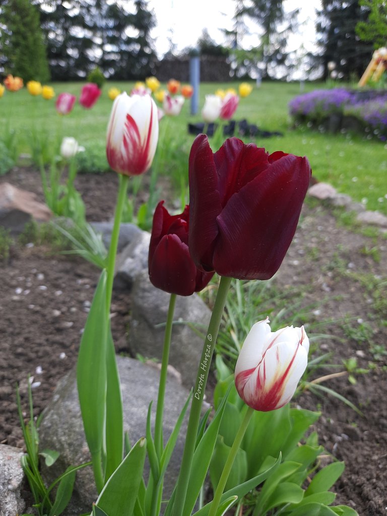 tulipany