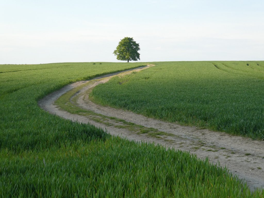 Drzewko
