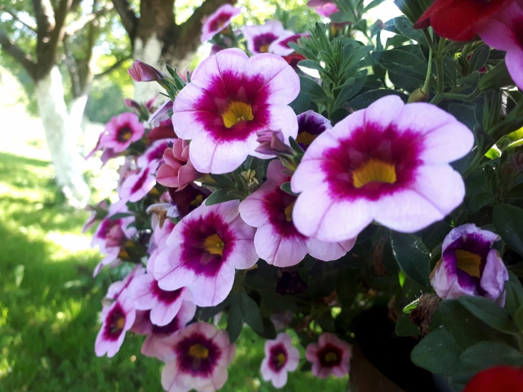 Flowering time!