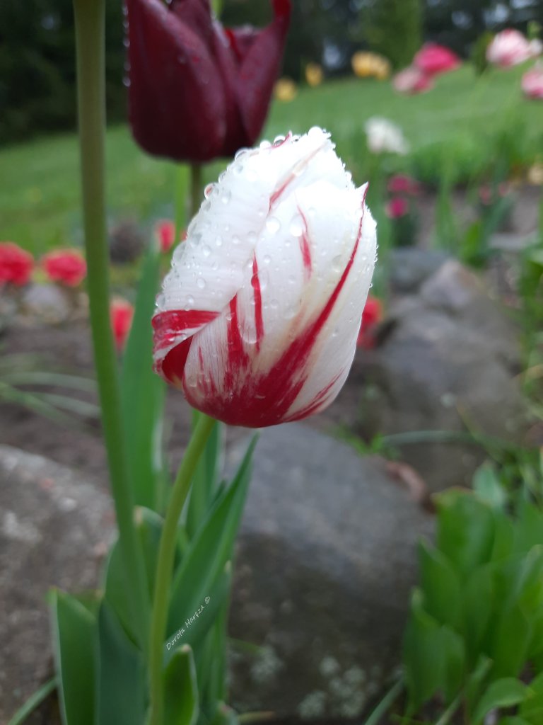 tulipany