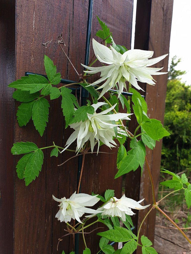 klematis...