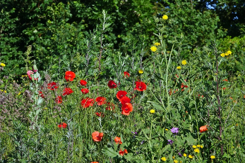 natura
