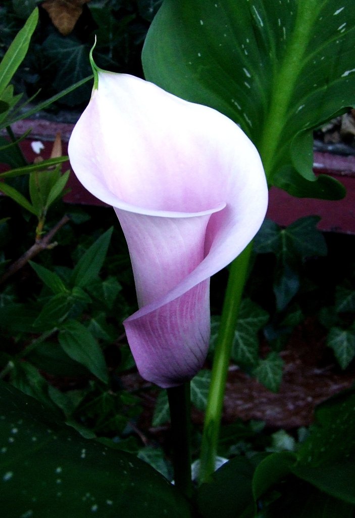 Cantedeskia.