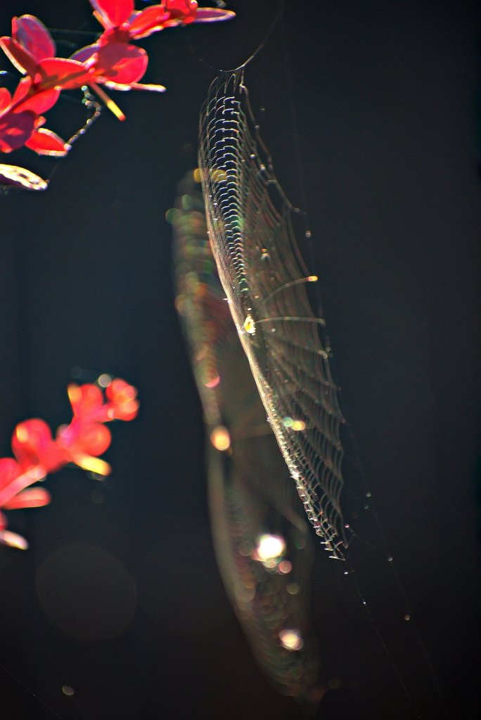 Lato