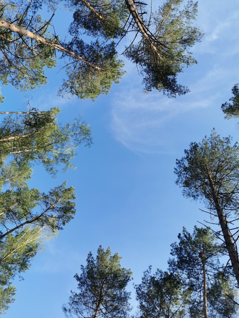 Nature 