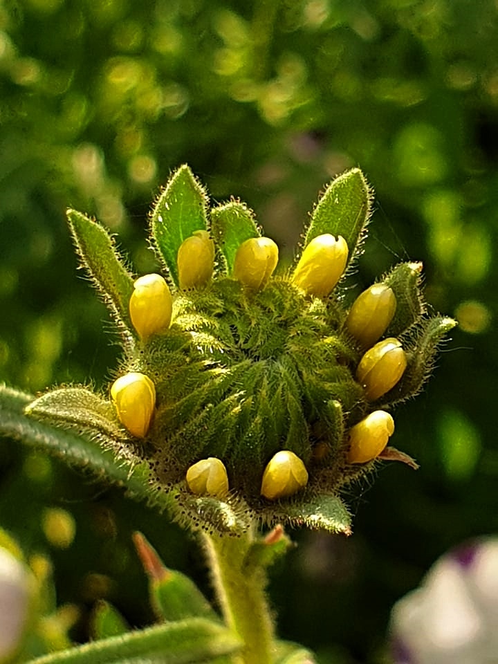Rudbekia?