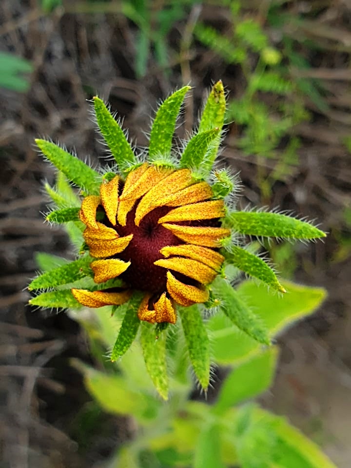 Rudbekia zaczyna kwitn...
