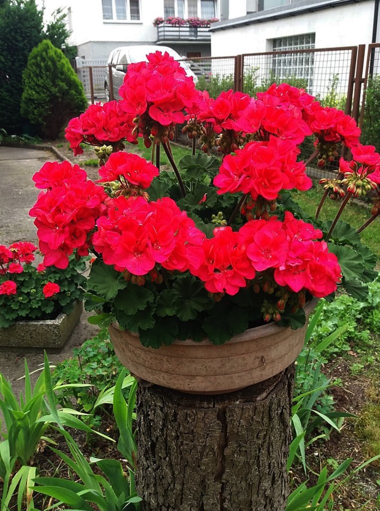 pelargonie...