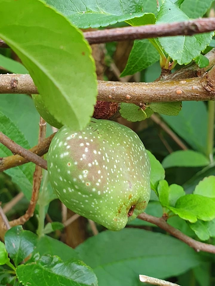 pigwa...