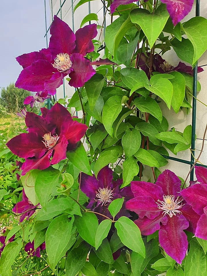 klematis...