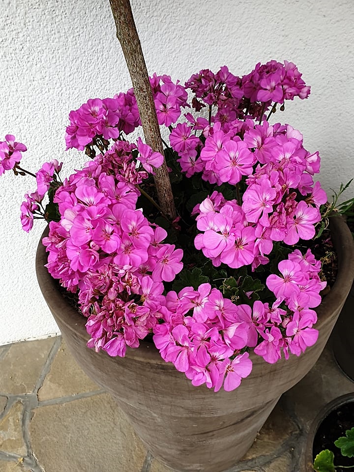 pelargonia...