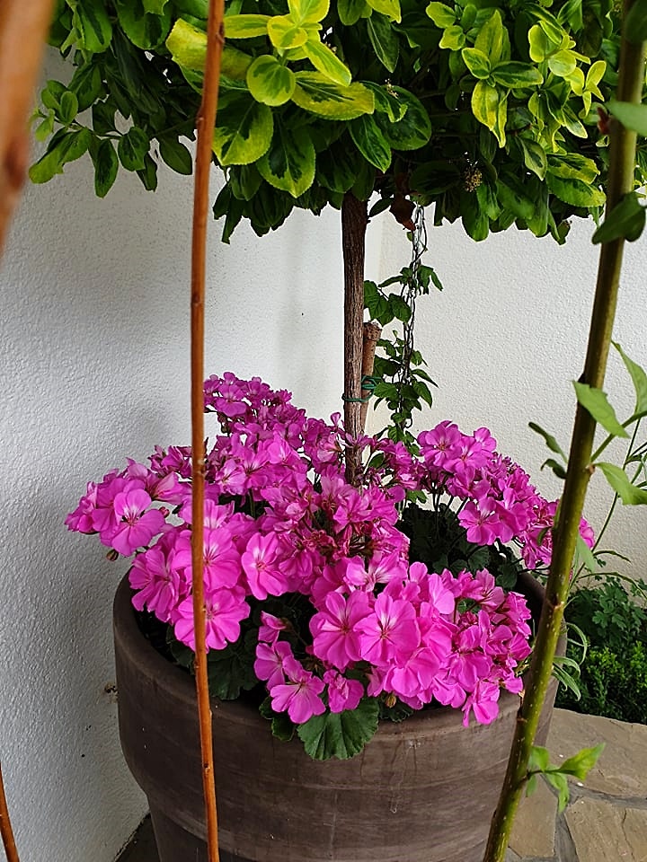 pelargonie pod palm ;)))