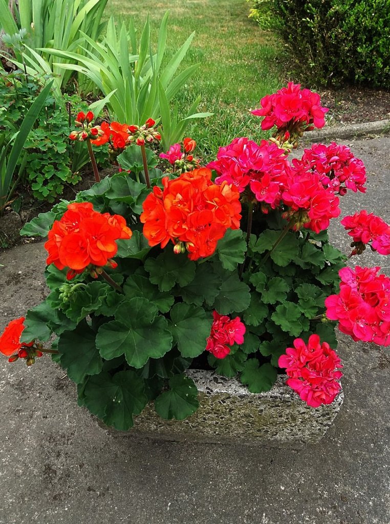 pelargonie...