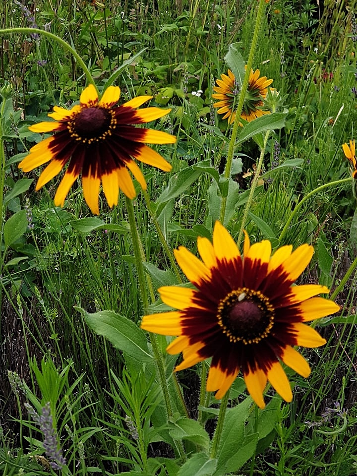rudbekia