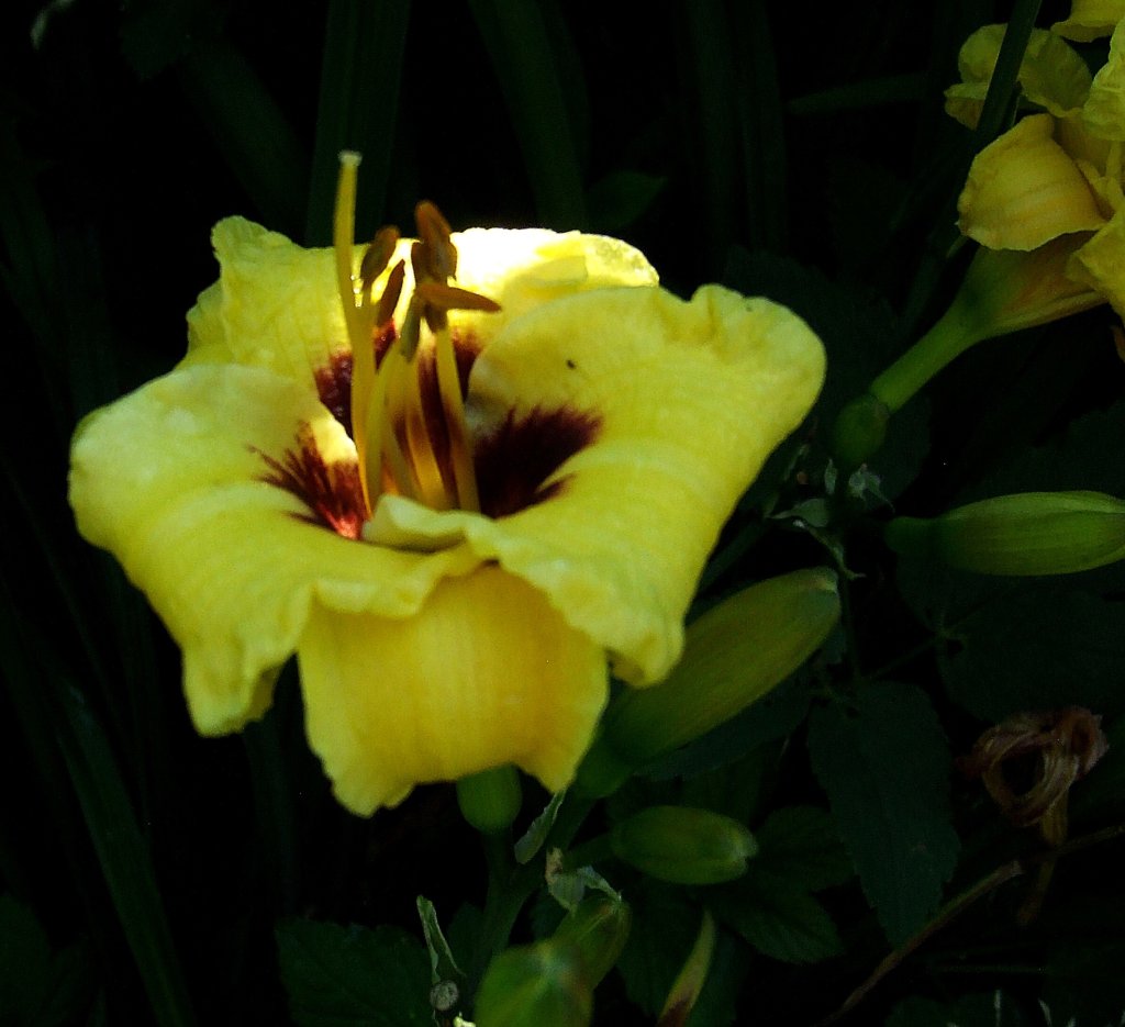 Liliowiec.