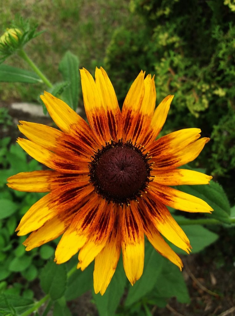 rudbekia...