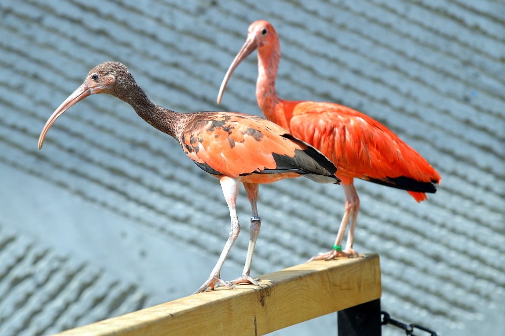 Ibis