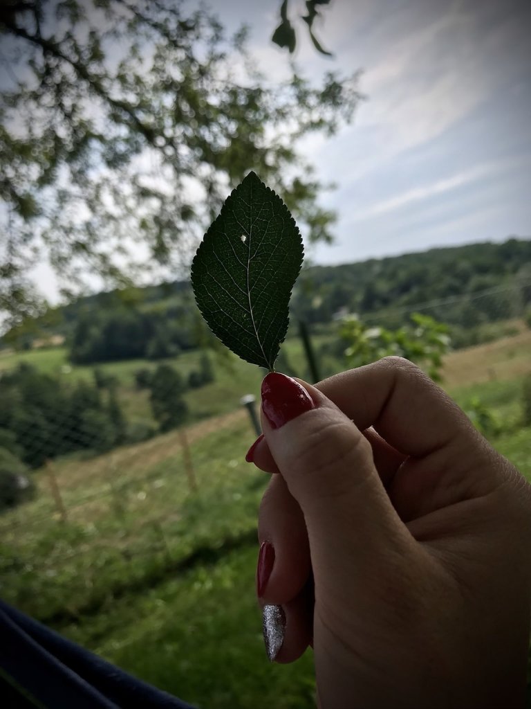 Simple beauty