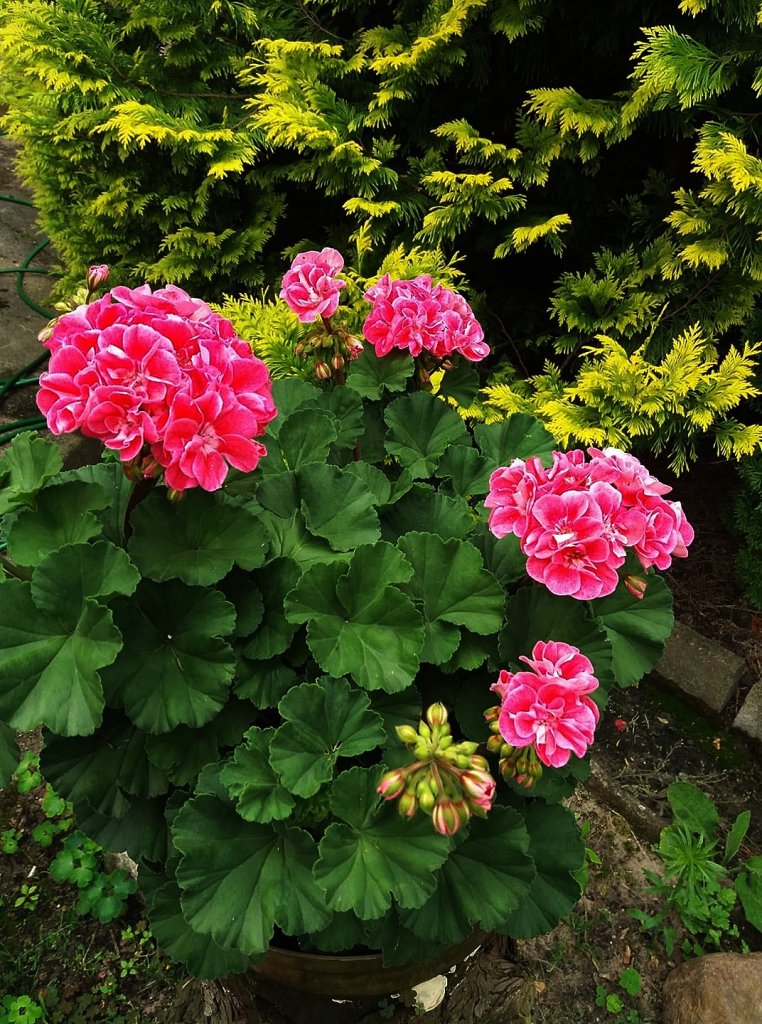 pelargonie...
