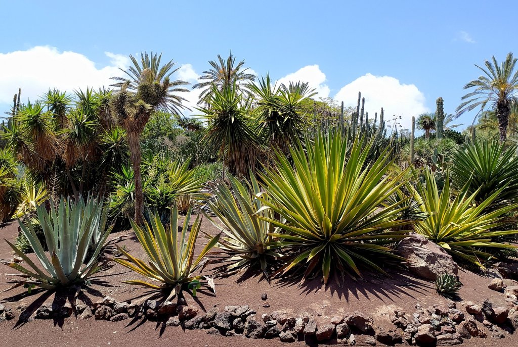 Fuerteventura