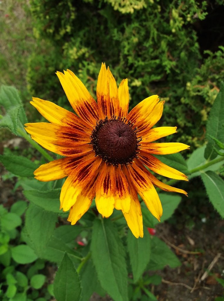 rudbekia