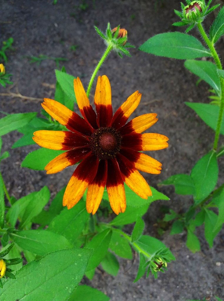 rudbekia