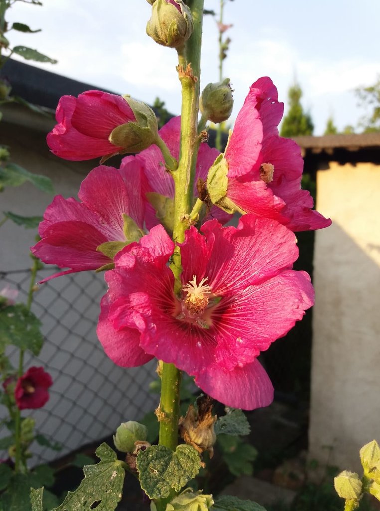'''MALWA '''