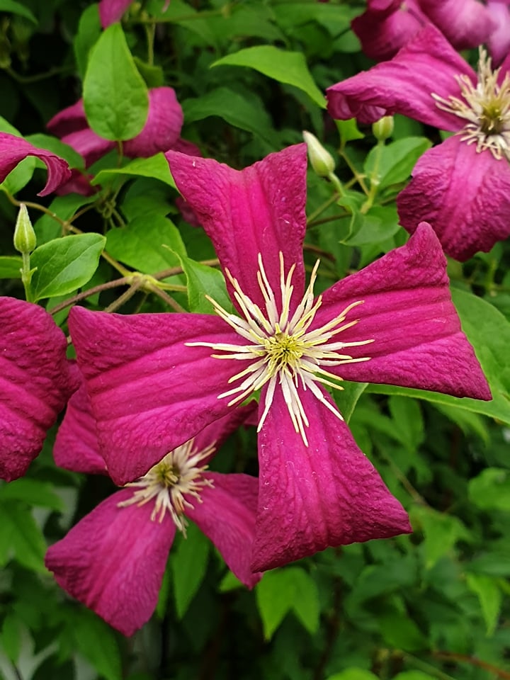 klematis