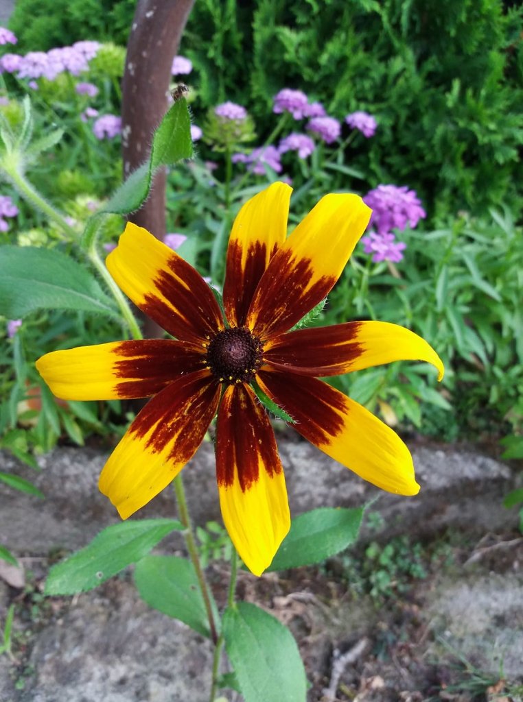 rudbekia