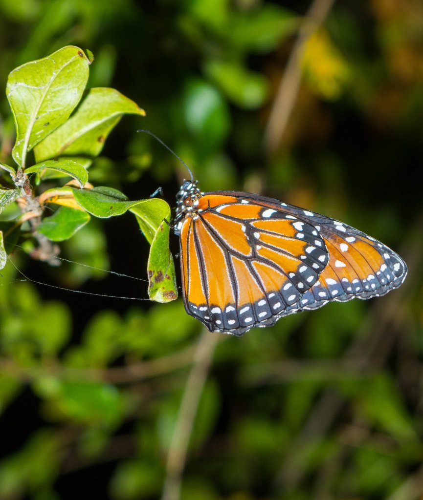 Danaus Plexippus 