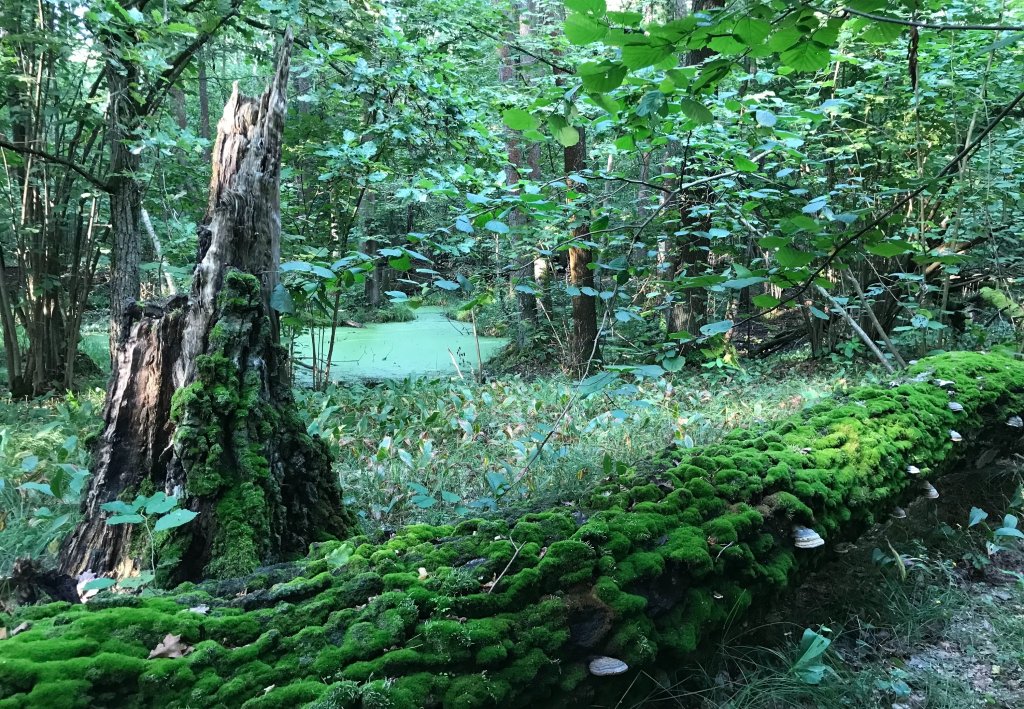 Zapach lasu
