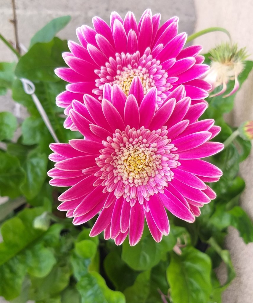 Gerbera ogrodowa.