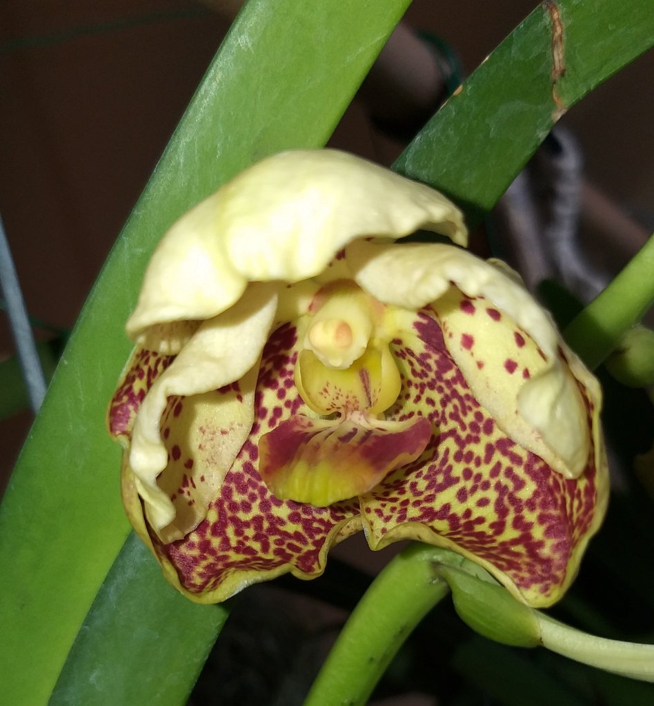 Vanda.