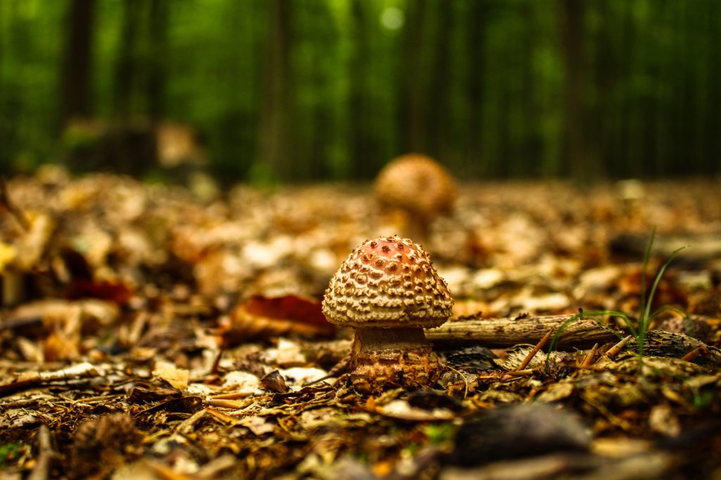 Fungi
